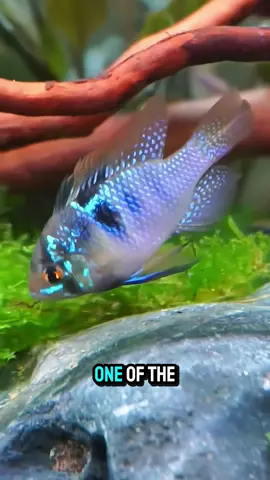 Blue Ram Cichlid.🥰 #fyp #fishfunfacts #fishtrivia