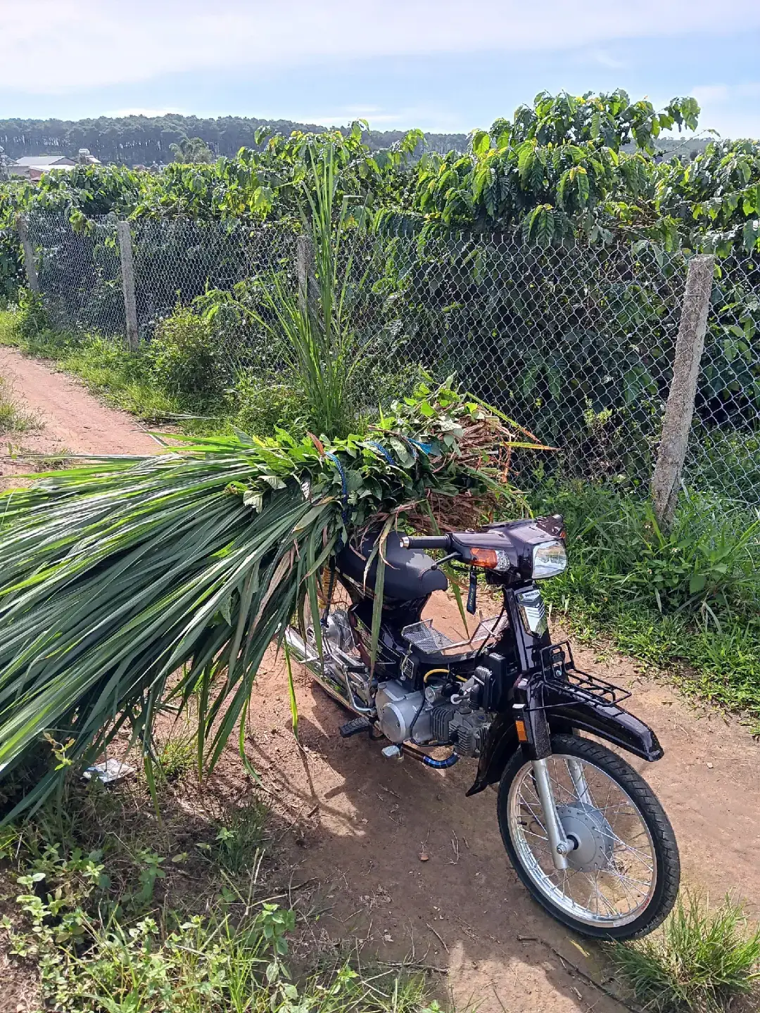 ae đợi nào e up 4val xong rồi múa tiếp nhé#xuhuongtiktok #49lamdong #dream54zz 