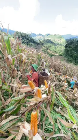 Mai Ae nào mya 🌽 thì LH nhá 🌽 đẹp to #hongcon #ngôvietnam 