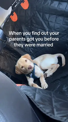 Oops #gusgusthelab #puppy #dog #marriage #funny 