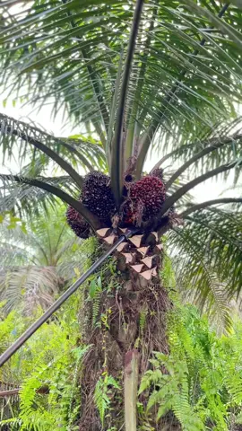 Sumatra hadir ketua🔥 #sawitstory🌴🌴🌴 #sawitontiktok #sawit #petani #sawitsumatra 