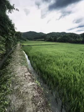 愛就是這樣。 「愛讓我們的心迷失，那些甜蜜的瞬間隨著時間的流逝而消逝。我曾相信愛是永恆的，但如今看來，它只是生命中的一瞬，短暫而脆弱。我愛過，我期盼過，但那愛就像雲朵，在我們再也無法相見時消散。tình yêu là. 