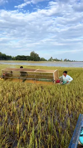 Nứoc lên cao máy liên họp k cắt đựoc. Nông dân tự chế ra máy Cắt lúa ngập nước .#xuhuong 