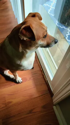 Power #doglife #outside #power #funnydog #dayinmylife 