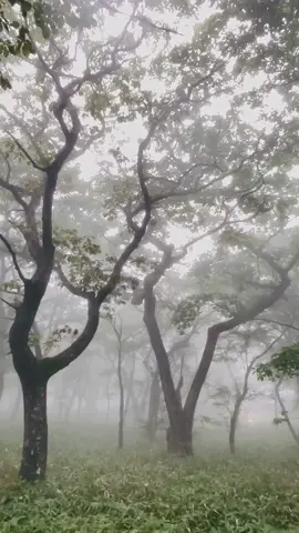 霧が濃すぎたじぇ #自然 #景色 #風景 #神秘的 
