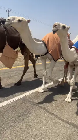 ماشاءالله🔥