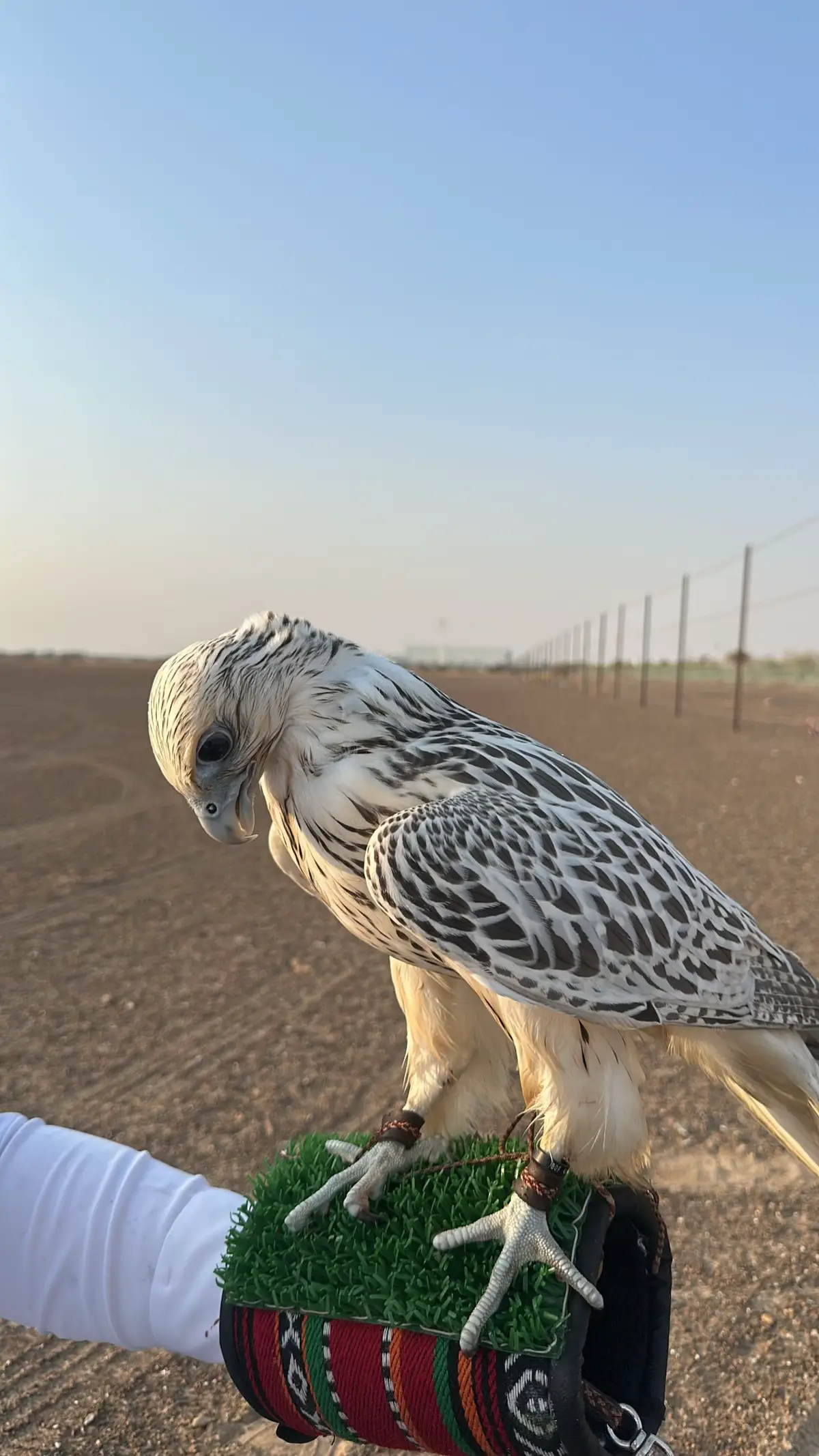 #✨✨✨ #جير #صقر #طير 