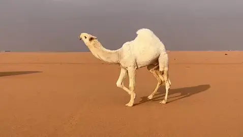 #اكسبلور #اذكروالله_ماشاء_الله #الابل_عطايا_الله_عشاق_البداوة_🐪😍 