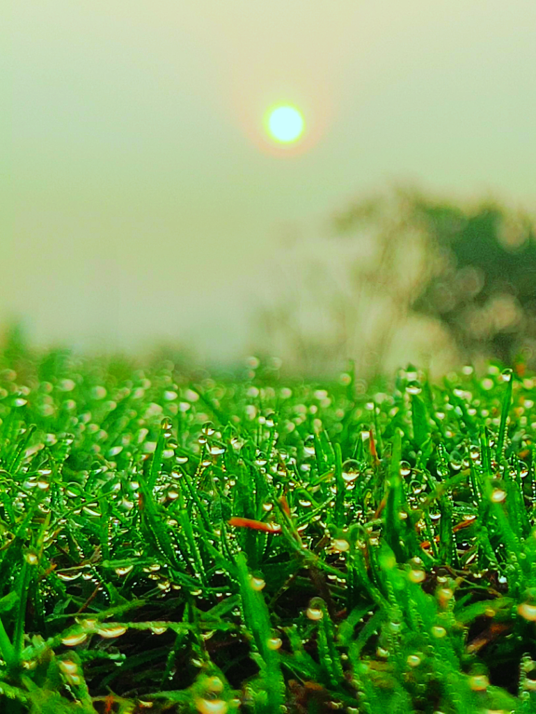 শিশির ভেজা কুয়াশা 🥶🍃 শীতের সকাল ভীষণ ভালো লাগে 