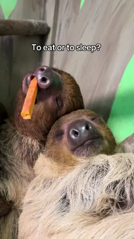 In our Sloth Experience, you come inside the sloth house and get to meet, feel, and feed our ambassador sloths! They usually know people time is treat time and climb around, but when you have to sleep 15-20 hours a day to feel rested, we cannot guarantee some of them won’t be sleeping!  #NOGAWILD #ambassadoranimal #slothexperience #meetasloth #clevelandgeorgia 