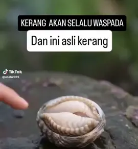 muncrat 