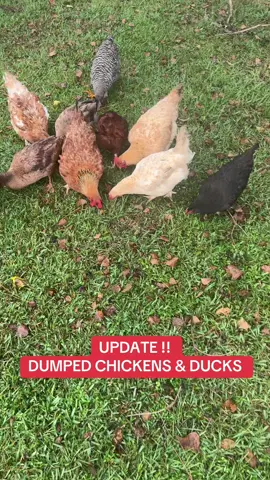 They are all doing ok. I don’t think they are sick but going to take the necessary precautions to make sure they are ok. Any advice I’ll take it.  #fyp #viral #dumped #chickensoftiktok #ducks 