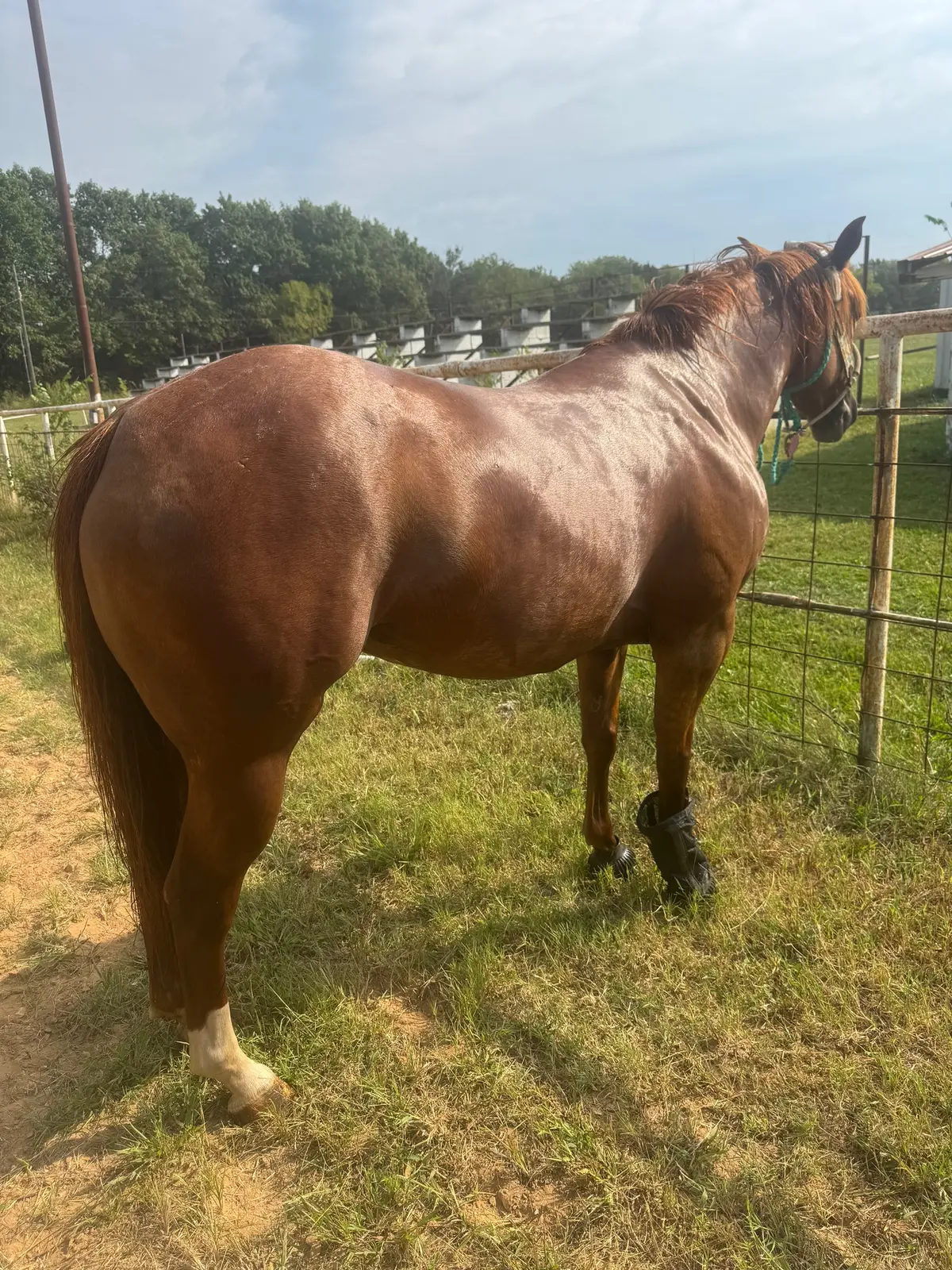 I still don’t know how I have this girl someone’s missing out! Pics were taken less than an hour ago! ✨Little Okie Kitty✨  14h Low xx,xxx Eureka Springs Ar Hattie is a little thing with Big talent!  Pros ✅ Sweet personality  ✅ Stands for Farrier  ✅ Easy to Bathe  ✅ Slowly started on the pattern (Will trot a set)  Cons  ❌ Head Shy  ❌ Will buck if left siting for awhile This mare is the sweetest soul on the ground will turn her butt to you but it’s all because she wants butt scratches she has NEVER offered to kick Ive trail riden her miles and never had an issue crossing creeks, rivers doesnt seem to bother her A handy youth would be fine for her but she does not need a beginner! When I say she will buck it’s not dangerous it’s a little hump to test your bluff. If this mare was a little bigger I would keep her, she would make a jam up breakaway mare! Just had her hocks injected end of August so she is ready for you to take her whatever way you please! 