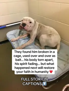 When rescuers found the pitbull, he was collapsed in the corner of an abandoned lot 💔.  Scars covered his body, his ears torn, his fur missing in patches. Every rib showed, and every breath rattled like it might be his last. His eyes were dull… like the light inside him had already gone out 😢. They named him Chance.  Chance had been a bait dog in a vicious underground ring 😡.  His job? To be mauled, beaten, sacrificed so others could grow stronger. He was never supposed to live. But when a rescuer reached for him, Chance didn’t snarl. He didn’t fight. He leaned forward and pressed his head gently into their hand as if to say, “Please… don’t leave me.” 🙏 At the clinic, the vets whispered about the odds. His bloodwork was bad, his joints inflamed, infection spreading. They admitted: “He may not make it through the night.” But they refused to quit. They cleaned his wounds, fed him slowly, and added one thing to his meals: TAILY COLLAGEN 🍲✨. That’s when the miracle began.  🧬 His open wounds started closing faster.  🐕 His bare patches sprouted new fur.  💪 His frail muscles rebuilt.  🧊 The swelling in his joints finally eased.  And one morning… Chance lifted his head and wagged his tail. From that moment on, Chance’s healing wasn’t just physical it was emotional. He learned to walk again. To play again. To trust again 🥹. The dog once broken by cruelty now leaned into volunteers, asking for affection instead of bracing for pain. Then one day, his forever family arrived. A couple knelt on the shelter floor, silent and patient. Chance sniffed, circled once, and finally crawled into their laps. That was it. He had found home 💞. Today, Chance is thriving.  ☀️ He runs free in his backyard.  🎾 He has toys he guards proudly.  🛋️ And he sleeps every night curled up on the couch safe at last. The scars remain, but now they’re proof of survival. And the secret behind his transformation? TAILY COLLAGEN.  👉 It didn’t just speed up his healing. It gave him the second chance he had always deserved. 🐾 The same collagen that rebuilt Chance is available now on Amazon.  ✅ Vet-trusted. Rescue-proven. Chance approved.  📦 🛒 [Taily Collagen – available on Amazon now!] #digsoftiktok #doglover #dog #animalrescue #dogrescue 