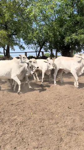 Boiada vendida,querem saber o segredo do sucesso, deixem nos comentários. Querem o video do embarque, deixem nos comentários #prime #agro #pecuaria 