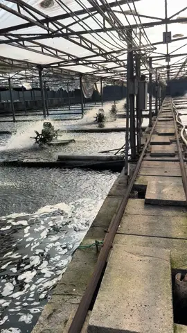 高密度鲟龙鱼养殖基地！全部井水养殖，机械增氧，外加液氧系统加持，猜猜这一个基地可以养多少鲟龙鱼？#上山养鱼 #鱼子酱 #チョウザメのキャビア #caviar #caviare #鲟鱼 