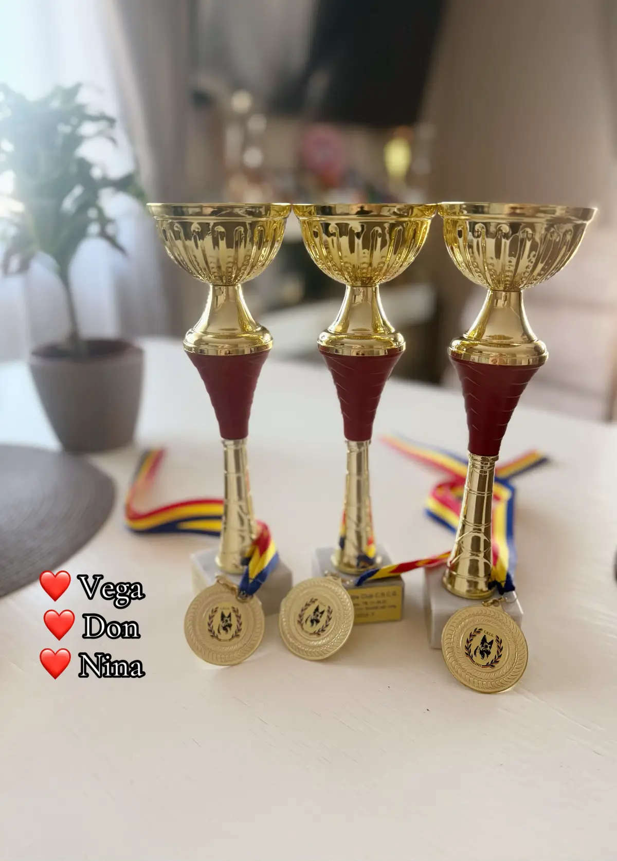 🏆✨ Avem cei mai frumoși și mai minunați căței, iar azi au demonstrat din nou cât de speciali sunt! Suntem extrem de mândri de ei și de tot ce au realizat. ❤️🐾 Fiecare cupă și medalie nu este doar un premiu, ci confirmarea muncii, pasiunii și iubirii pe care o punem în tot ceea ce facem. 💪🐕 #dicasaciobotea #ciobanescgerman #longhair #germanshepherd 