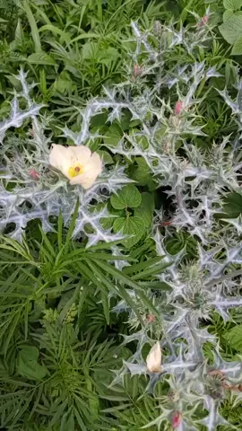 #fyp #ኦርቶዶክስ_ተዋህዶ_ፀንታ_ለዘለዓለም_ትኑር #ሀበሻ🇪🇹🇪🇹🇪🇹tiktok 