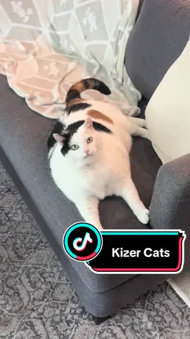 The One Spot #catsoftiktok 