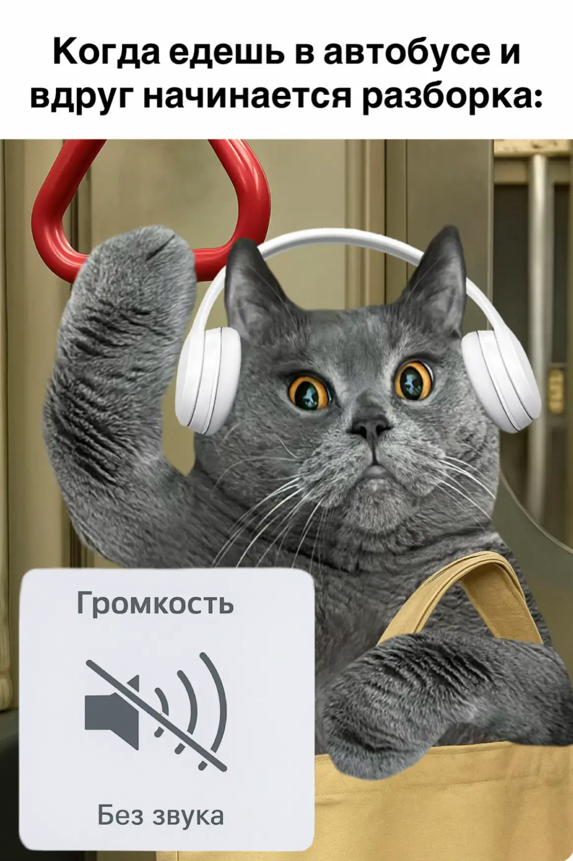 #кот #британецкот 