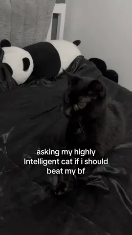 #cat #viral? #fyp 