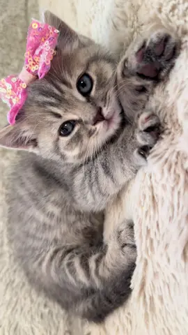 #funnycatsoftiktok😂😂😍cute #kitty #cats #kittens #fyp               