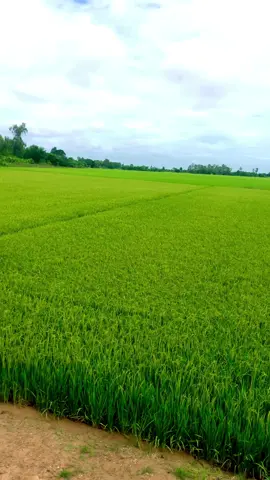 Lúa xanh bạc ngàn…!#xuhuong #viral #chill #mientay #62tayninh 