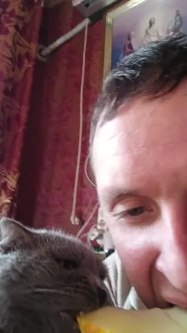 Вислоухая кошка вместе со мной ест дыню