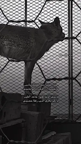 حنا   بلشنا  مثل  بلشتك  ياذيب  مانحسب ان  الوقت  تالي يشيني  ودتني الدنيا على   جاحد الطيب  وأكبر بلاوي الذيب رفقة حصيني#تصميمي #قصايد #قصيد 