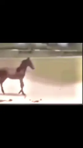 #horse #fyp #pony #targetaudience #funny 