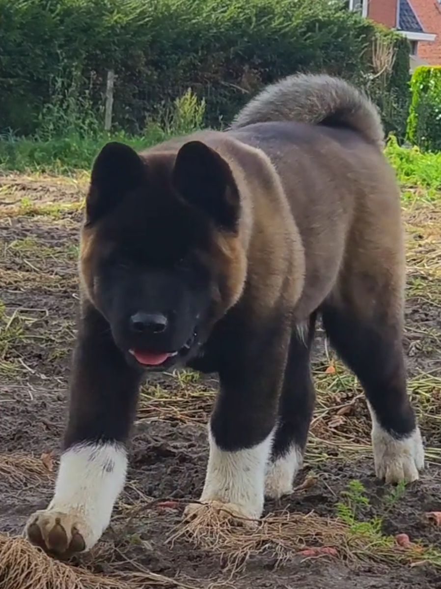 Rocky broke the kibble bag and ate like crazy without respecting his daily portion, a long walk is needed today..... 🐶🐾 #americanakita #akitaamericano #akitaamericain #puppy #dog 