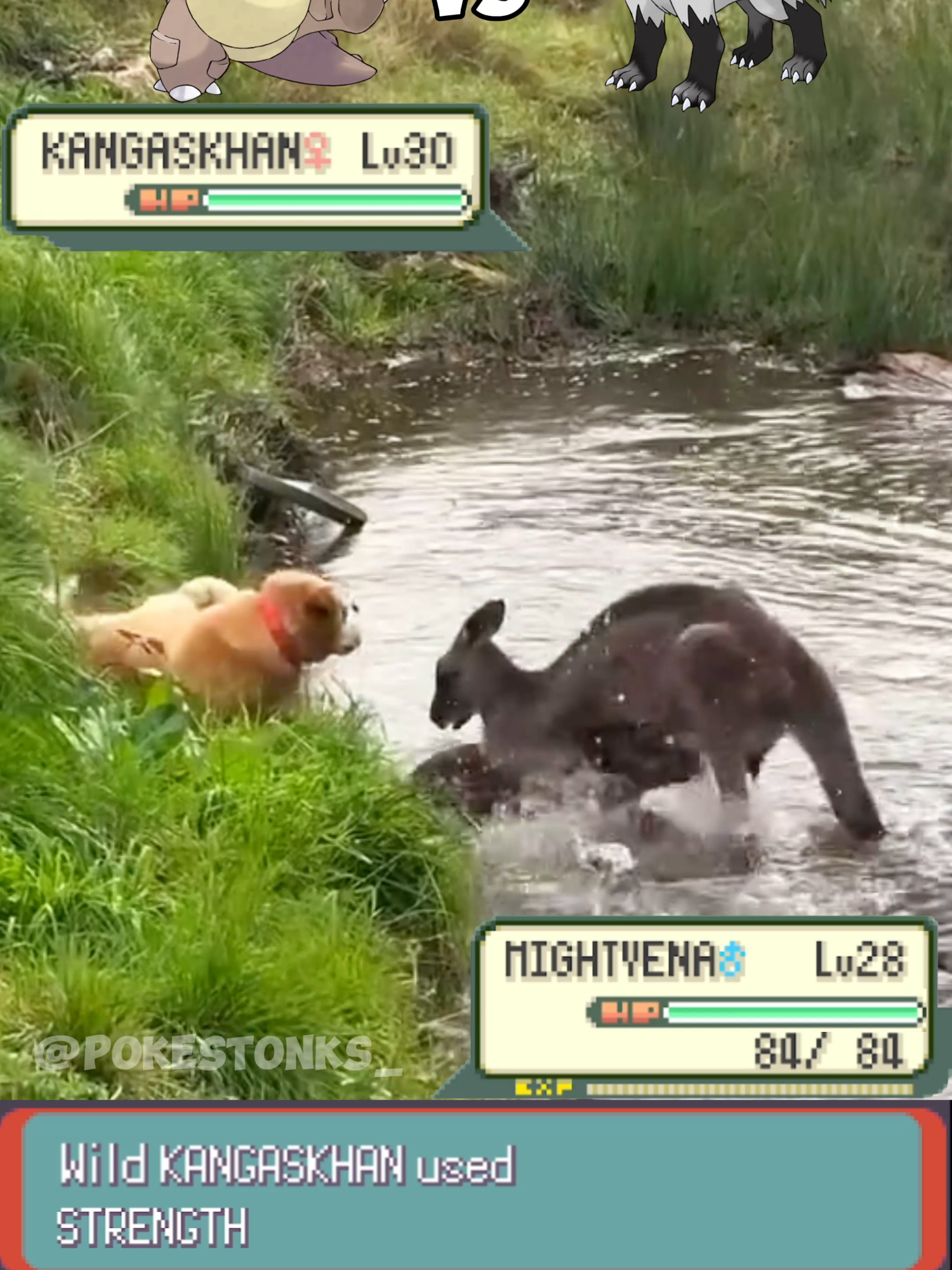 Kangaskhan 🦘 vs Mightyena 🐕 irl . . . . #pokemon #pokémon #pokemonmemes #pokemoncommunity #memes #fypシ゚viral