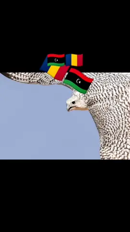 #tiktokeusetchadienne🇷🇴🇷🇴🇷🇴 #تحدي #ملوك_العالم #CapCut #السودان🇸🇩🇸🇩🇸🇩ليبيا🇱🇾 