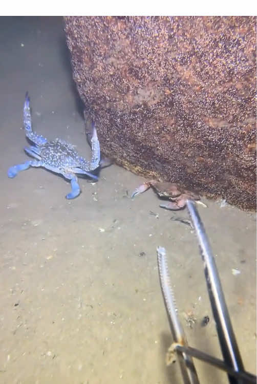 Go to the seaside to catch some crabs!#fishing #seafood #gotosea #seaside #crab 