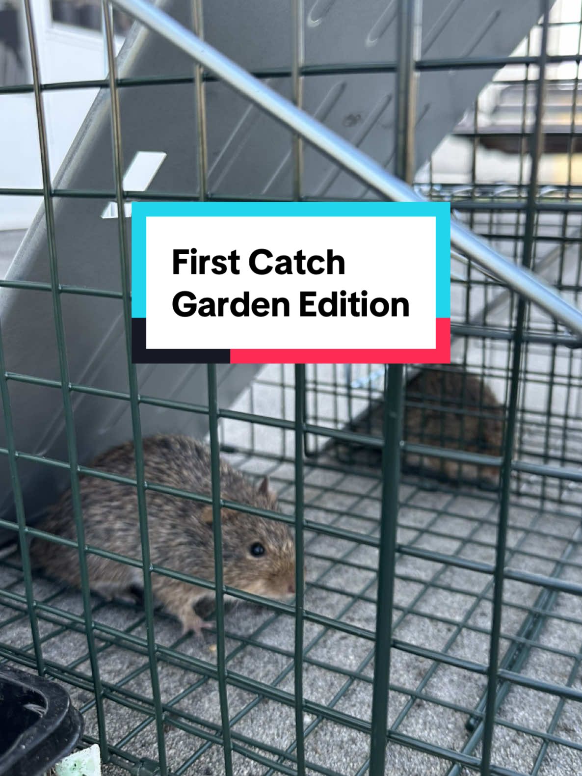 Caught my first 2 headaches, them and I think the neighborhood squirrels have been causing me much stress due to them eating up my hard work(seedling). I refuse to let them win 🐀🐿️🦫 #Squirreltrap #RodentTrap #gardentrap 