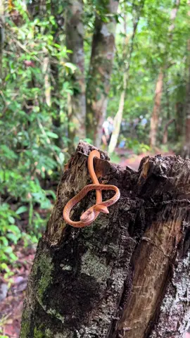 I love spotting animals  #tanjungputing #foryou #soundviral #foryourpages 