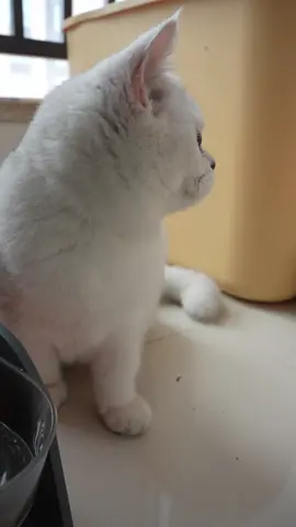 This little kitty’s so cute it makes my heart melt #cat #fyp #tiktok #kitty #cute 