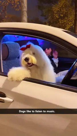 Dogs that like to listen to music#dog#funny#funnyanimals#funnypets#animals #dogsofttiktok #pet #foryou #longervideos
