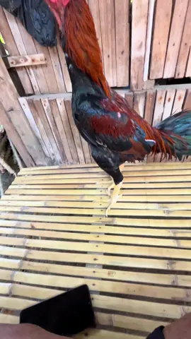 Sering terjadi🙂‍↔️#bangkokselatan#bangkokthailand#bangkok#ayambangkoksuper#bk 