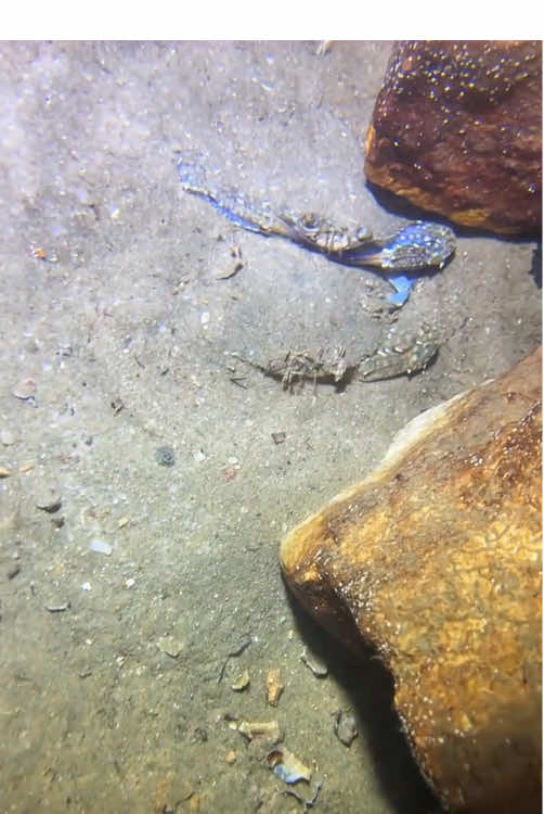 A pair of crabs that moved me deeply!#fishing #seafood #gotosea #seaside #crab 