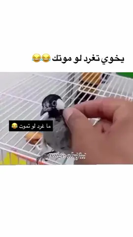 #السماوه_مدينتي🇮🇶❤️ #الشعب_الصيني_ماله_حل😂😂 #غرد #طيري #😂😂😂 