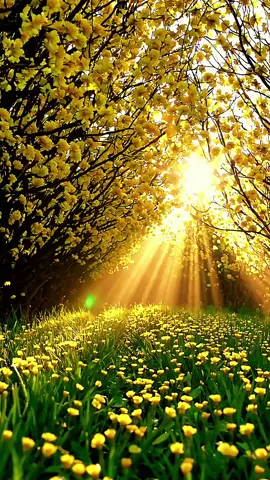✨ Do you feel the magic of this light? ✨ ✨ Você sente a magia desta luz? ✨ Golden rays filling the path with hope. Share 🙌 #paravoce #natureza360 #naturelovers #sunsetviews #flowers
