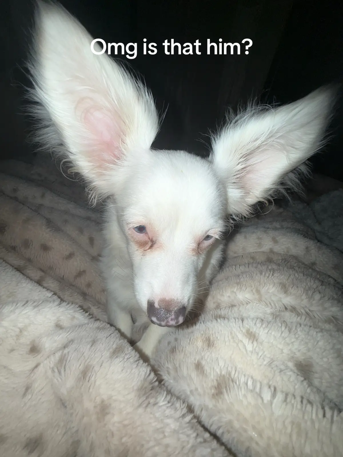 #fypagetiktok #viral #viraltiktok #blowthisup #fypシ 