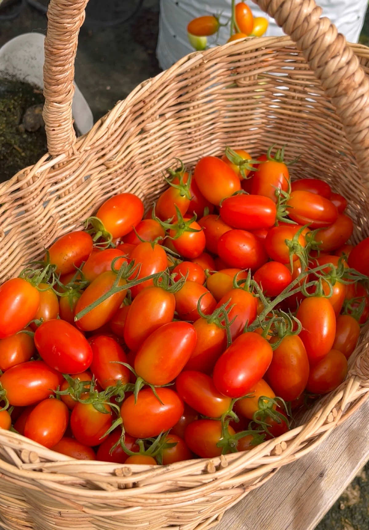 เก็บมะเขือเทศเชอร์รี่ค่ะ 🍅🍅 #มะเขือเทศ #มะเขือเทศเชอรี่ #tomato #สวนผักข้างบ้าน #สวนมะเขือเทศ 