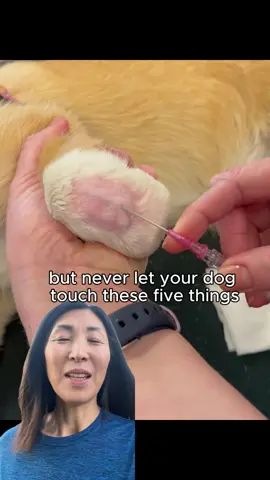 Secrets vets don’t want you to know 🐶 #petcare #dogsoftiktok #dogmom #dogdad #petlovers #healthyPets #dogtips #furbaby #dogowners #pethealth