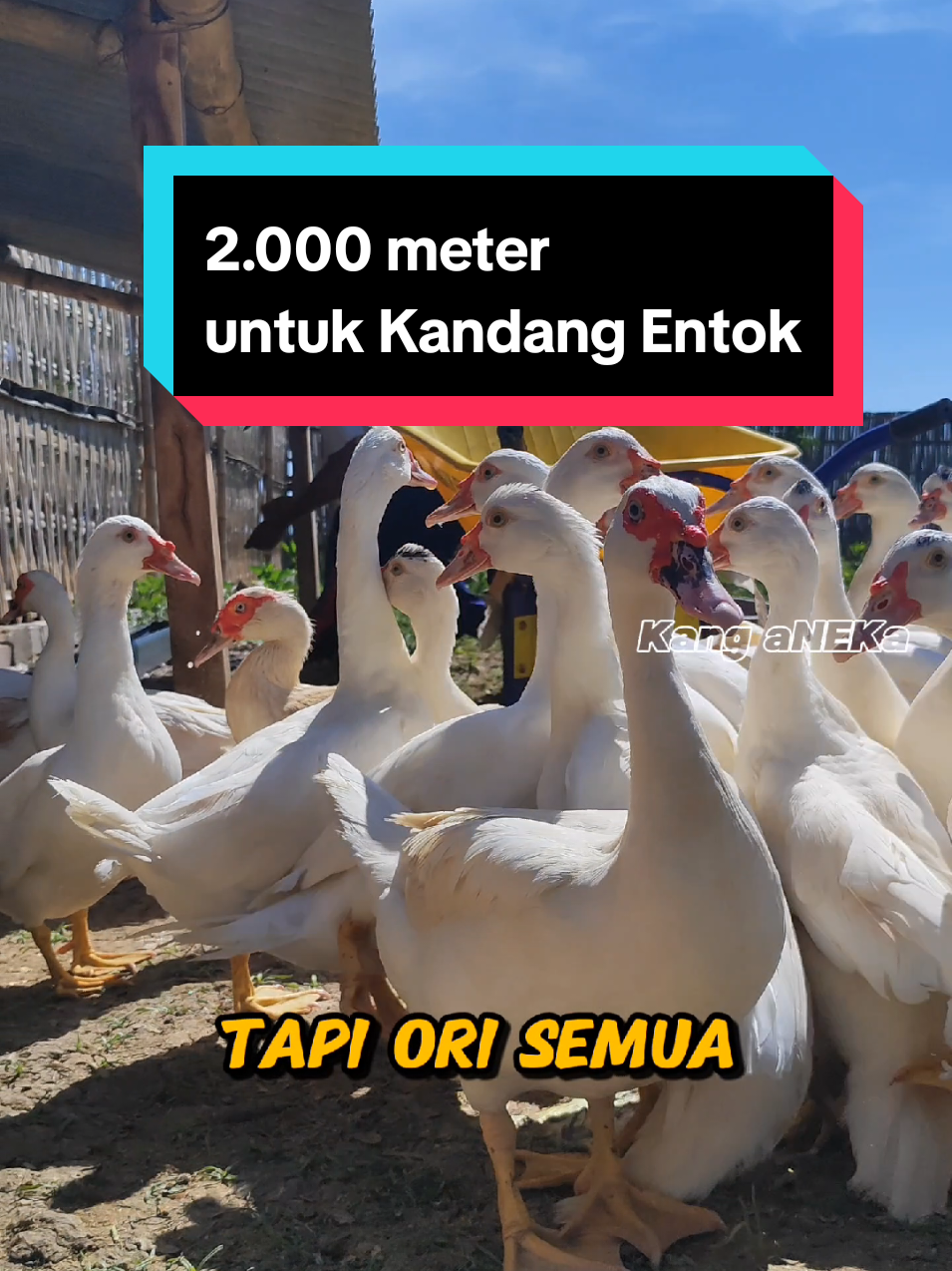 2.000 Meter Untuk Kandang Entok -- informasi selengkapnya cek liputan lengkapnya di YouTube aNEKa Channel Official -- #kanganeka #pakanentok #pakanmurah #kandangmodern #peternakindramayu 