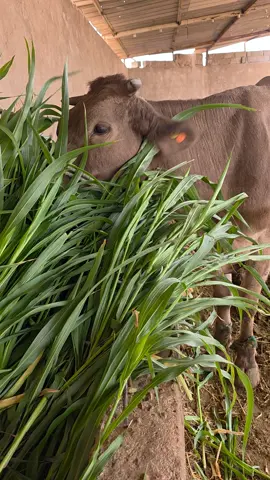 #دكالة_بلاد_الخيرات❤️💪💯 