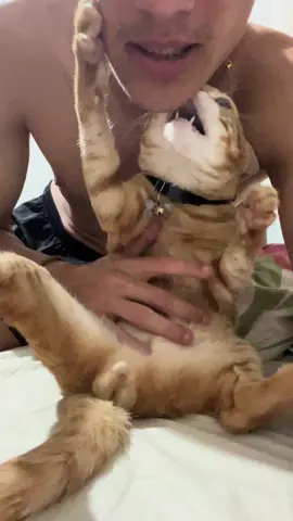 #funnycat #catsoftiktok #gatostiktok #gatosengraçados #catlover 