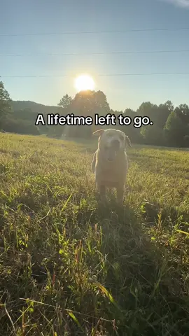 Yesterday marks one year since we said goodbye to Marley.  There’s been lots of change in the last year, but the love for our pets and the presence of animals in need in my community hasn’t changed. I’ll always miss Marley but am so glad I took so many videos and pictures of her.  This year, I’ve been able to help abandoned hounds, a singleton kitten, a pregnant kitten, and am working on socializing and catching a stray tomcat. I’ve started graduate school classes in hopes I can get a better paying job and be able to afford to help even more animals. And I’ve soaked up time with Marley’s grandpuppies. Life goes on but the impact she made on me will last forever. #rescuedog #petloss #rainbowbridge #dogloss #seniordog 