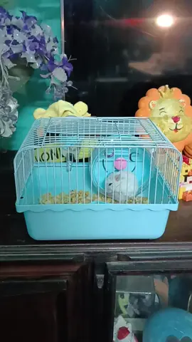Lồng nuôi chuột hamster mini full phụ kiện#xuhuong #longnuoihamster te
